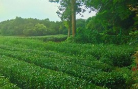 茶叶有不同的品种，茶树都是一样的吗？