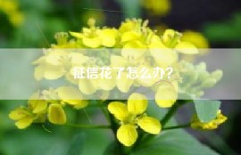 征信花了怎么办？