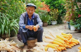 在农村承包10亩地种植什么前景好，种植什么能年收入10几万？