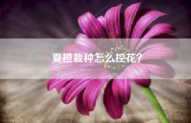 夏橙栽种怎么控花？