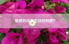 酸橙的花有怎样的特质？