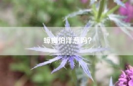 蟑螂怕洋葱吗？