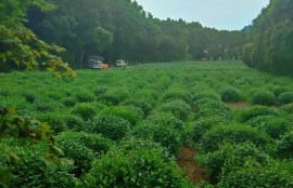 茶叶有不同的品种，茶树都是一样的吗？