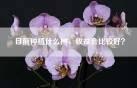 目前种植什么树，收益会比较好？