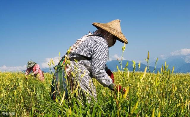 在农村承包10亩地种植什么前景好，种植什么能年收入10几万？