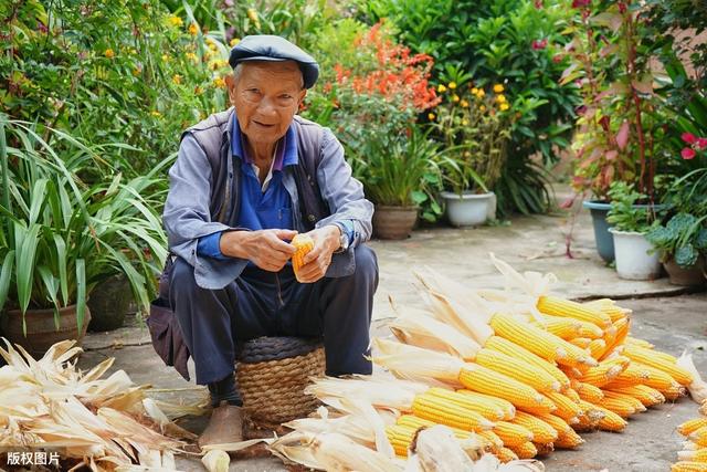 在农村承包10亩地种植什么前景好，种植什么能年收入10几万？