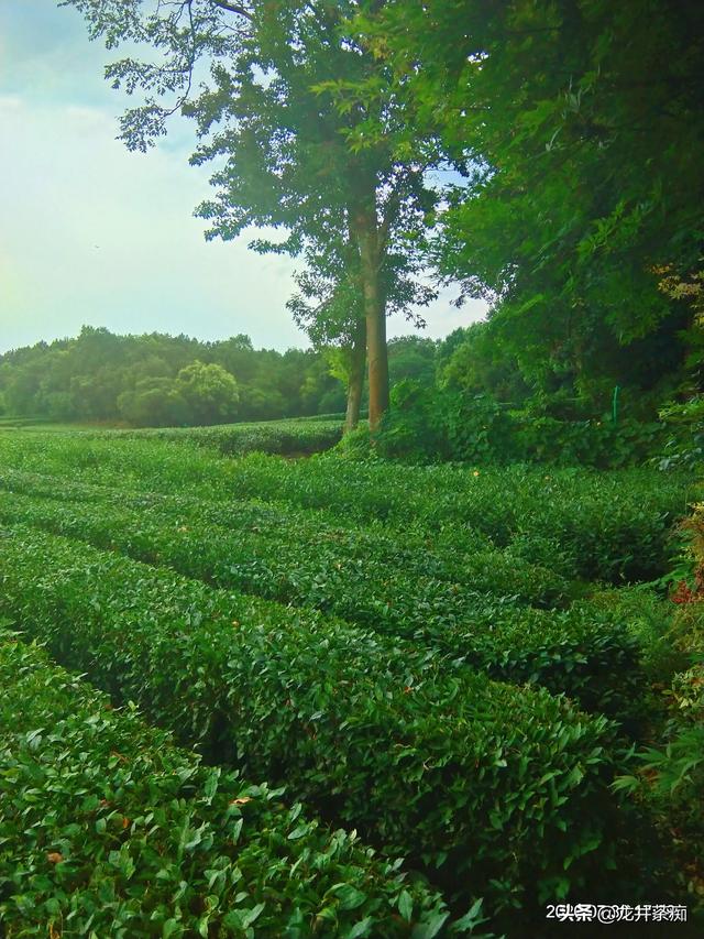 茶叶有不同的品种，茶树都是一样的吗？