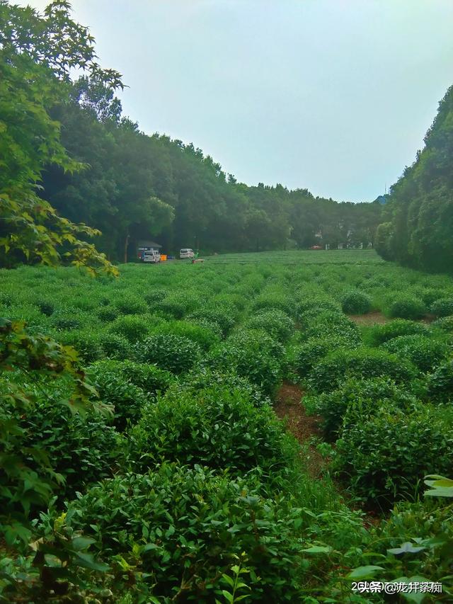 茶叶有不同的品种，茶树都是一样的吗？