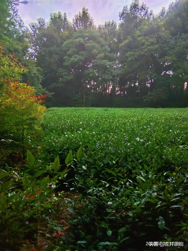 茶叶有不同的品种，茶树都是一样的吗？