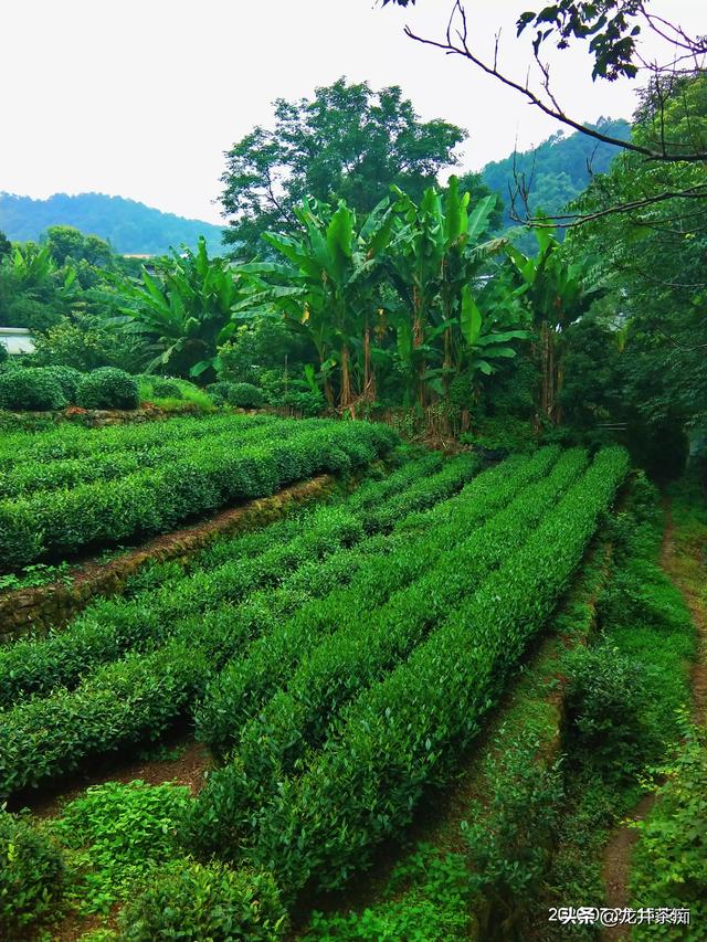 茶叶有不同的品种，茶树都是一样的吗？