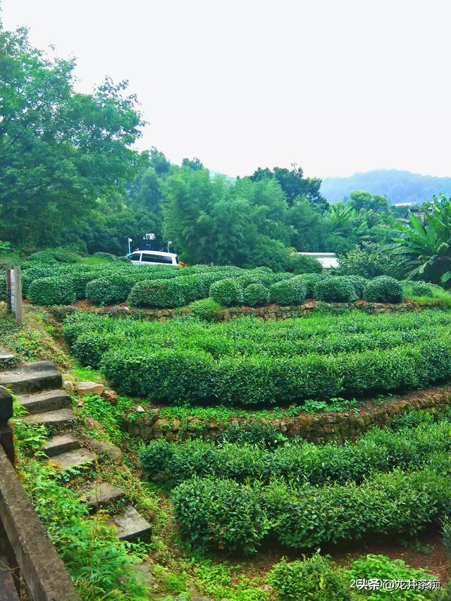 茶叶有不同的品种，茶树都是一样的吗？