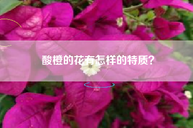 酸橙的花有怎样的特质？