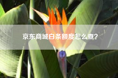 京东商城白条额度怎么查？