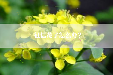 征信花了怎么办？