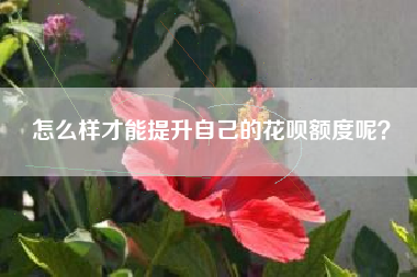 怎么样才能提升自己的花呗额度呢？