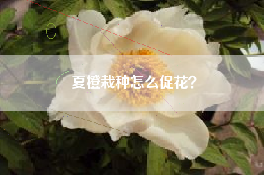 夏橙栽种怎么促花？