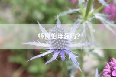 蟑螂怕洋葱吗？