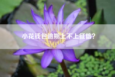 小花钱包逾期上不上征信？