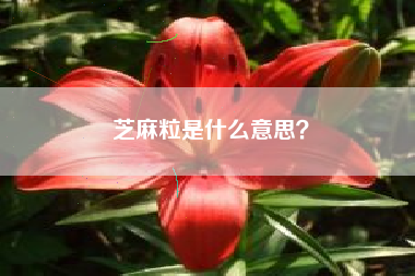 芝麻粒是什么意思？