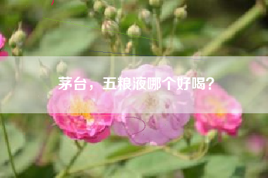 茅台，五粮液哪个好喝？